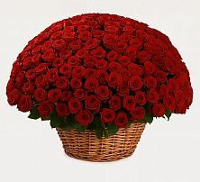 Премиум букет из: Розы в Карпинске